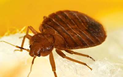 How does the Bedbug enter your house?