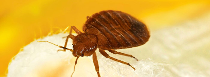 How does the Bedbug enter your house?