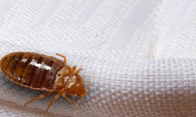 How to Remove Bedbugs from a mattress?