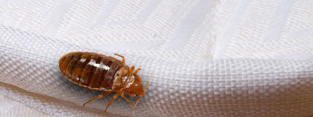 How to Remove Bedbugs from a mattress?