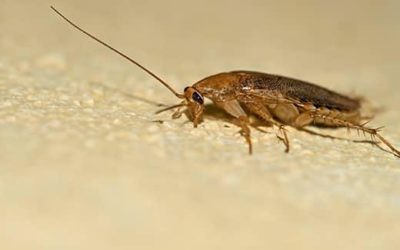 Why does Cockroaches enter your home?