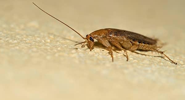 Why does Cockroaches enter your home?