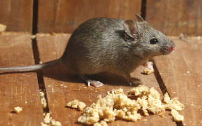 What Damage can Rodent cause to your home?