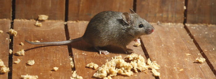 What Damage can Rodent cause to your home?