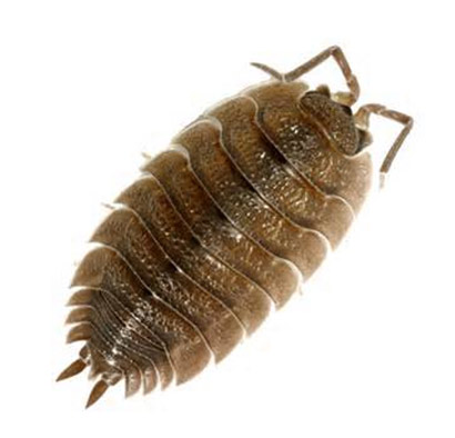Sow-Bug