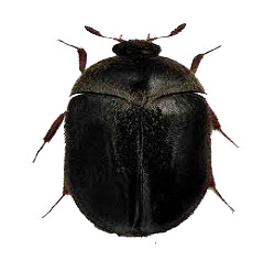Black-carpet-beetle