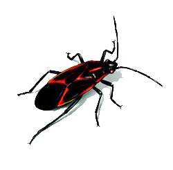 Box-Elder-Bugs