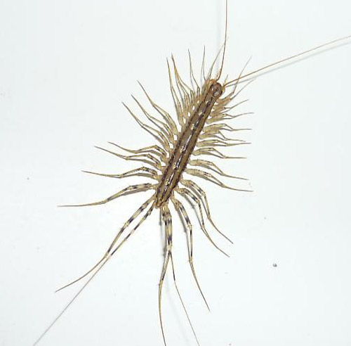Centipede-1