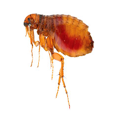 Fleas
