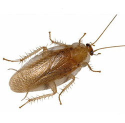 Pennsylvania-wood-cockroach