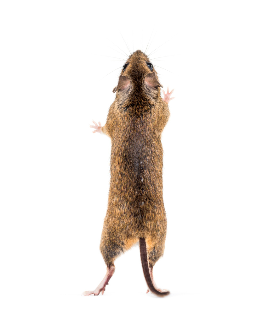 Norway-Rat