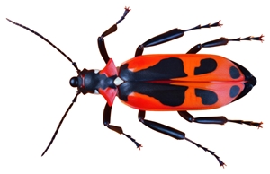 Box Elder Bugs