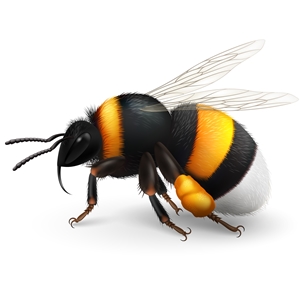 Bumble_bee