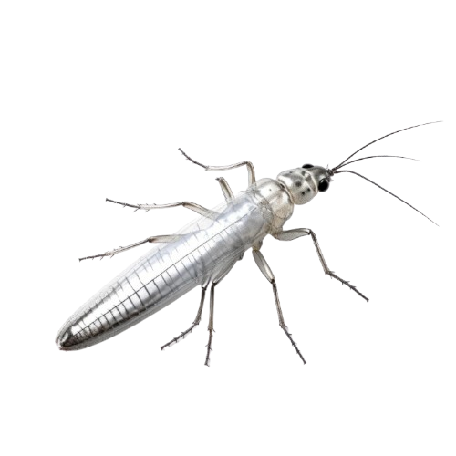Silver-Fish_Bug