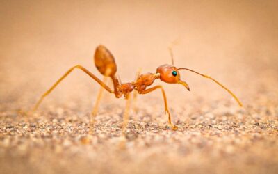 The Ultimate Guide to Ant Control in Ontario Homes This Summer
