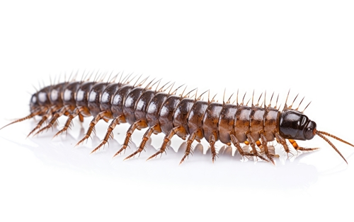 A Centipede with Numerous Legs in Close-Up Crawling
