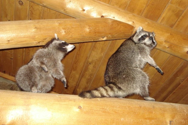 wildlife image 1