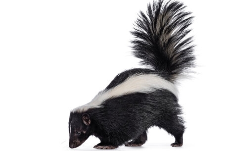 wildlife image 4