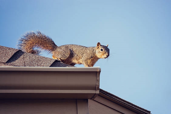 Squirrel on the roof top. Blue sky background with copy space.